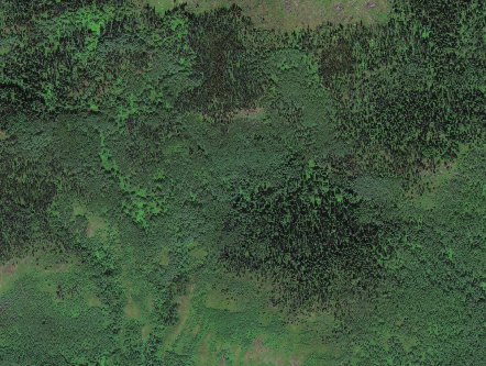 vanderhoof_wv_ortho_1km_cropped Orthophoto of forested area